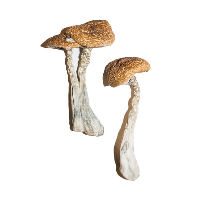 Wavy Caps Magic Mushrooms